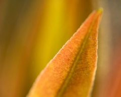 Leaf Orange